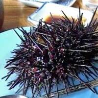 海鳥のサンクチュアリ　天売島と森林浴を楽しむメルヘンの焼尻島　６８回目　焼尻島