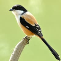 クマゲラ　バードカービング クマゲラ バードカービング