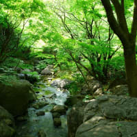 林へ行こう