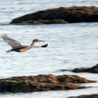 06/17探鳥記録写真：狩尾岬の鳥たち（クロサギの飛翔、岩礁上のミサゴ、トビの飛翔、）