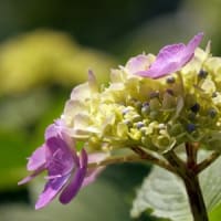 21世紀の森の紫陽花②