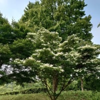 6/20(金)久々の甘楽公園〜🎵ラブユー東京（黒沢明とロス・プリモス）