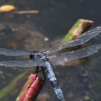 真夏日の河川敷へ　