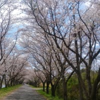 4月休業日のお知らせと、桜とうぐいす。