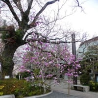 水戸の花と史跡等(5)