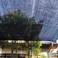 梅雨が明け、デッキの上に寒冷紗を懸ける