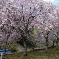 生野銀山周辺の桜と銀山ボーイズ