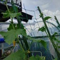 2025/06/25 雨降りなので少しだけ