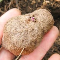 紫山芋、ベストなタイミングで植え付け！