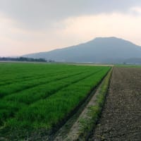 小次郎と動物－ヒバリ（雲雀）－