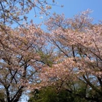 ２０２４年葉桜