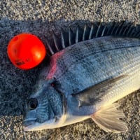 新年のクロダイ釣り