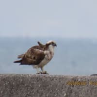 飛び立つミサゴ