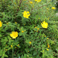 ルバーブ苗植えます