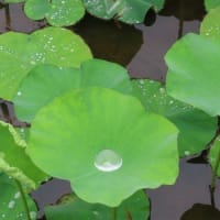 今日の薬師池公園