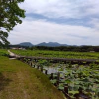 軍艦島とハウステンボス　アジサイ咲く長崎へ