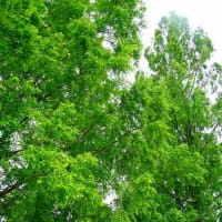 2025年5月下旬「とある施設に咲くバラ」を記録してきた。①