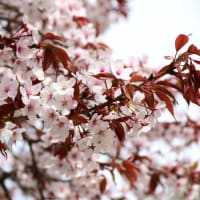 なりひら寺の桜