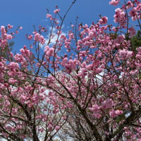 2021/4/18 山中湖キャンプ3日目