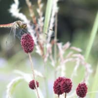 マツムシソウ咲く吾妻山