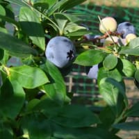 ブルーベリー　６月の収穫