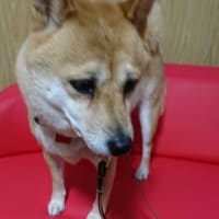 プレミアムドッグフード（愛情ごはんシリーズ　犬用療養食２）