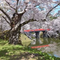 弘前城跡の桜