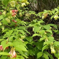 丸山高原の草花