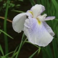 今日の薬師池公園