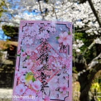 北鎌倉春の寺巡り🌸円覚寺