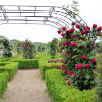 泉南市農業公園　花咲きファーム　バラ園　