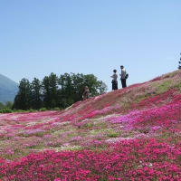 三島さんちの芝桜　俱知安町