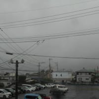 梅雨に生まれた蝶