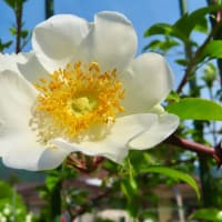５月下旬に咲いた花♪