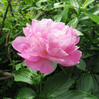 わが家の芍薬。ピンク色♪