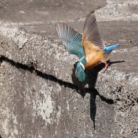 カワセミ！（2）