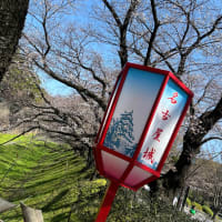 名古屋城桜祭り。