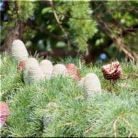 花色々と明石公園