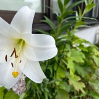 今日は２１時からオンライン夜会と、ルリカさんにご質問にお答えしてと