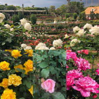 バラ園🌹