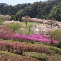 愛川公園の桜は満開が過ぎて、次はツツジが！！！
