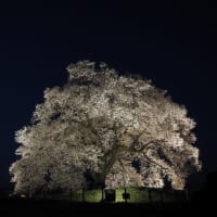 ワニ塚の桜
