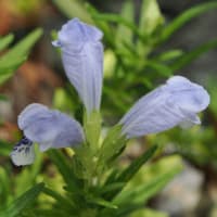 入梅前の京都府立植物園にて（PartⅣ）