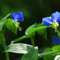 青い露草の花