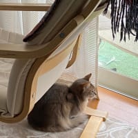 子猫の鳴き声