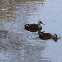 ４月の武蔵関公園の野鳥