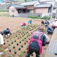 花苗の定植