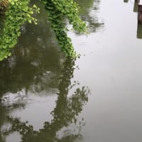 梅雨入り・半夏生・ユリ
