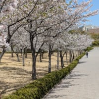 関西大学の桜