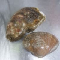 岩牡蠣初入荷